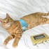 Quantum analyzer Pet Health Scanner for Dog and Cat